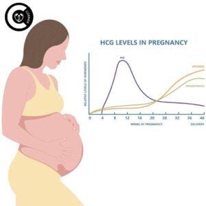 Pregnant woman with visual representation of estrogen and progesterone hormone molecules supporting pregnancy