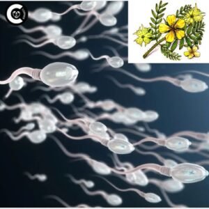 Close-up of Tribulus terrestris, a powerful herb for sperm health