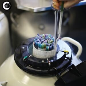 Frozen embryo transfer (FET) procedure being performed by fertility specialist in clinic