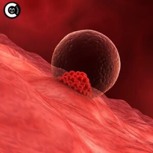 Illustration of fertilized egg implanting in uterus
