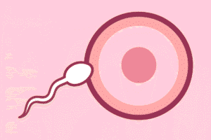 Icon illustrating the concept of conception, with a sperm cell approaching an egg, representing the goal of fertility tracking.