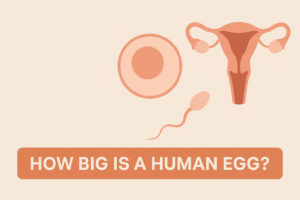 how big is a human egg
